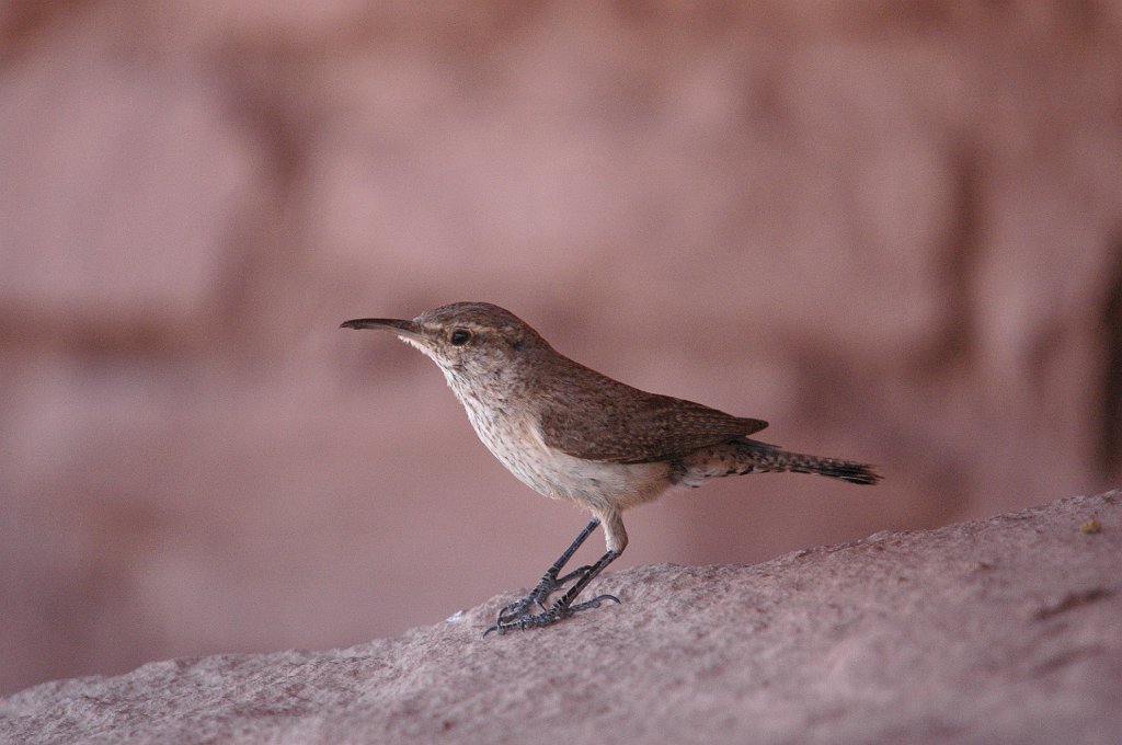 Wren, Rock, 2005-06152685 Wapuki NM, NM.JPG - Rock Wren. Boise Idaho area, 6-2-2005